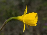 Narcissus bulbocodium 29, Saxifraga-Willem van Kruijsbergen