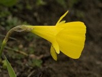 Narcissus bulbocodium 30, Saxifraga-Jan van der Straaten