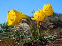 Narcissus bulbocodium 31, Saxifraga-Ed Stikvoort