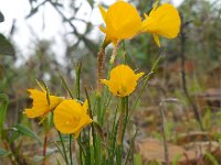 Narcissus bulbocodium 32, Saxifraga-Ed Stikvoort
