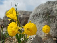 Narcissus bulbocodium 33, Saxifraga-Ed Stikvoort