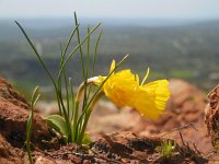 Narcissus bulbocodium 34, Saxifraga-Ed Stikvoort
