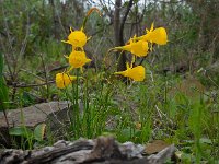 Narcissus bulbocodium 37, Saxifraga-Ed Stikvoort