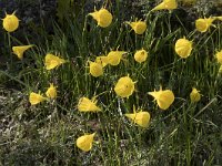 Narcissus bulbocodium 39, Saxifraga-Willem van Kruijsbergen