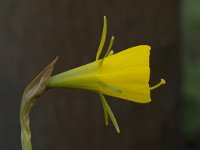 Narcissus bulbocodium 4, Saxifraga-Willem van Kruijsbergen