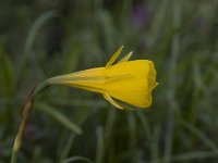 Narcissus bulbocodium 5, Saxifraga-Willem van Kruijsbergen