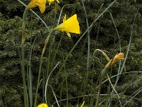Narcissus bulbocodium 6, Saxifraga-Willem van Kruijsbergen