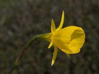 Narcissus bulbocodium 7, Saxifraga-Willem van Kruijsbergen