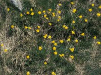 Narcissus bulbocodium ssp minor 9, Saxifraga-Jan van der Straaten