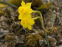 Narcissus cuatrecasii 10, Saxifraga-Willem van Kruijsbergen