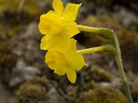 Narcissus cuatrecasii 11, Saxifraga-Willem van Kruijsbergen