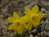 Narcissus cuatrecasii 12, Saxifraga-Willem van Kruijsbergen