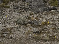Narcissus cuatrecasii 13, Saxifraga-Willem van Kruijsbergen