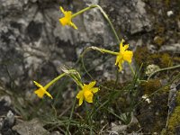 Narcissus cuatrecasii 15, Saxifraga-Willem van Kruijsbergen