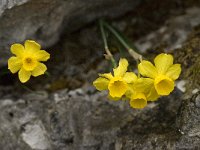 Narcissus cuatrecasii 16, Saxifraga-Willem van Kruijsbergen