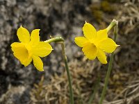 Narcissus cuatrecasii 17, Saxifraga-Jan van der Straaten