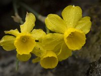 Narcissus cuatrecasii 18, Saxifraga-Willem van Kruijsbergen