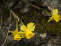 Narcissus cuatrecasii 19, Saxifraga-Jan van der Straaten