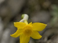 Narcissus cuatrecasii 2, Saxifraga-Willem van Kruijsbergen