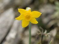 Narcissus cuatrecasii 20, Saxifraga-Jan van der Straaten