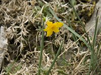 Narcissus cuatrecasii 21, Saxifraga-Jan van der Straaten