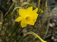 Narcissus cuatrecasii 22, Saxifraga-Jan van der Straaten