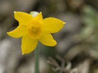 Narcissus cuatrecasii 23, Saxifraga-Jan van der Straaten
