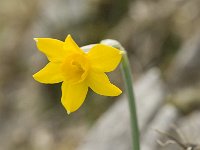 Narcissus cuatrecasii 24, Saxifraga-Jan van der Straaten