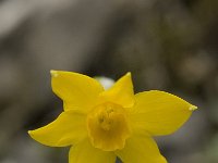 Narcissus cuatrecasii 3, Saxifraga-Willem van Kruijsbergen