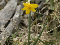 Narcissus cuatrecasii 4, Saxifraga-Willem van Kruijsbergen