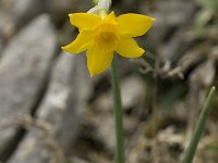 Narcissus cuatrecasii 5, Saxifraga-Willem van Kruijsbergen