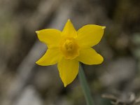 Narcissus cuatrecasii 6, Saxifraga-Willem van Kruijsbergen