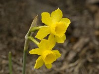Narcissus cuatrecasii 7, Saxifraga-Willem van Kruijsbergen