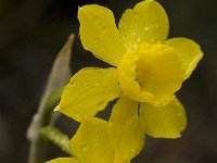 Narcissus cuatrecasii 8, Saxifraga-Willem van Kruijsbergen