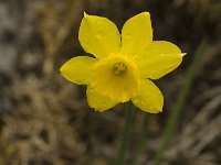 Narcissus cuatrecasii 9, Saxifraga-Jan van der Straaten