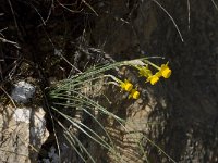 Narcissus gaditanus 10, Saxifraga-Willem van Kruijsbergen