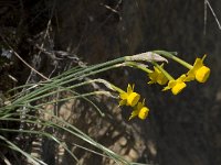 Narcissus gaditanus 11, Saxifraga-Willem van Kruijsbergen