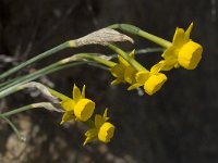 Narcissus gaditanus 12, Saxifraga-Willem van Kruijsbergen