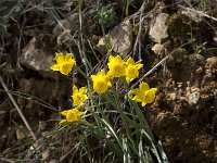 Narcissus gaditanus 14, Saxifraga-Willem van Kruijsbergen