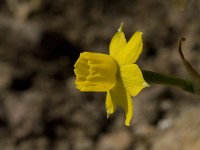 Narcissus gaditanus 16, Saxifraga-Willem van Kruijsbergen