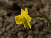 Narcissus gaditanus 17, Saxifraga-Willem van Kruijsbergen
