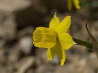 Narcissus gaditanus 19, Saxifraga-Willem van Kruijsbergen