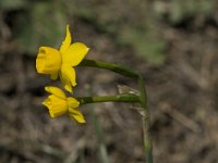 Narcissus gaditanus 2, Saxifraga-Jan van der Straaten