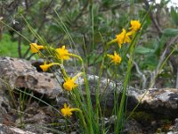 Narcissus gaditanus 21, Saxifraga-Ed Stikvoort