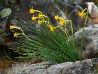 Narcissus gaditanus 24, Saxifraga-Ed Stikvoort