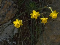 Narcissus gaditanus 3, Saxifraga-Jan van der Straaten