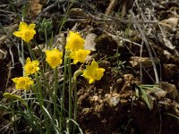 Narcissus gaditanus 5, Saxifraga-Jan van der Straaten