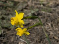 Narcissus gaditanus 6, Saxifraga-Willem van Kruijsbergen