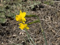 Narcissus gaditanus 7, Saxifraga-Willem van Kruijsbergen