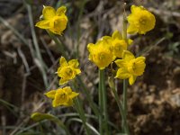 Narcissus gaditanus 8, Saxifraga-Willem van Kruijsbergen